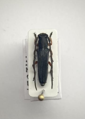 Réf. 343 225 : Phytoecia erythrocnema