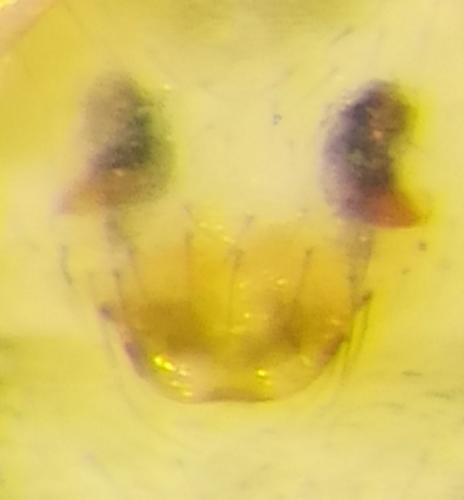 Erigone sp.