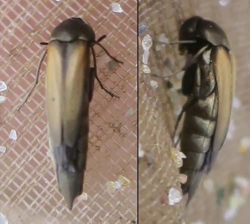 Réf. 343 295 : Stenalia testacea