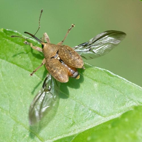 Réf. 343 014 : Curculio nucum