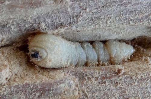 Isotomus speciosus barbarae