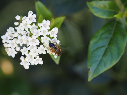 Eristalis similis