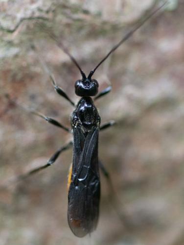 Atanycolus sp.