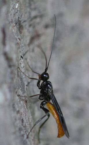 Réf. 343 633 : Atanycolus sp.