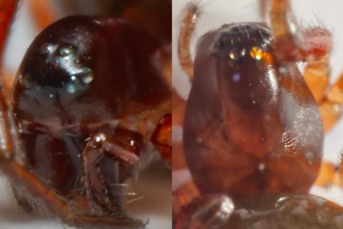 Thyreosthenius parasiticus