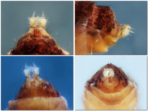 Cyrnus trimaculatus