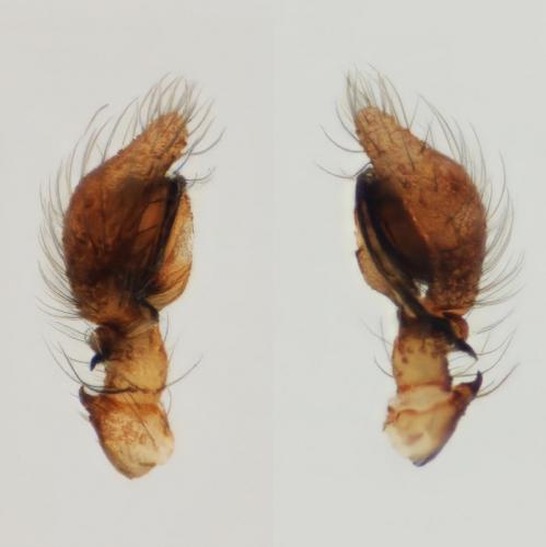 Lathys humilis