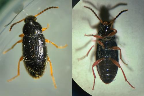 Réf. 343 949 : Mycetochara maura