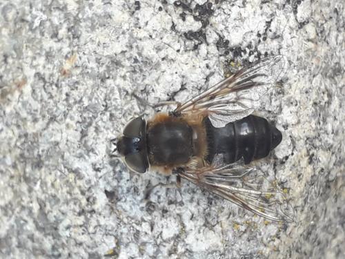 Réf. 343 250 : Eristalis similis