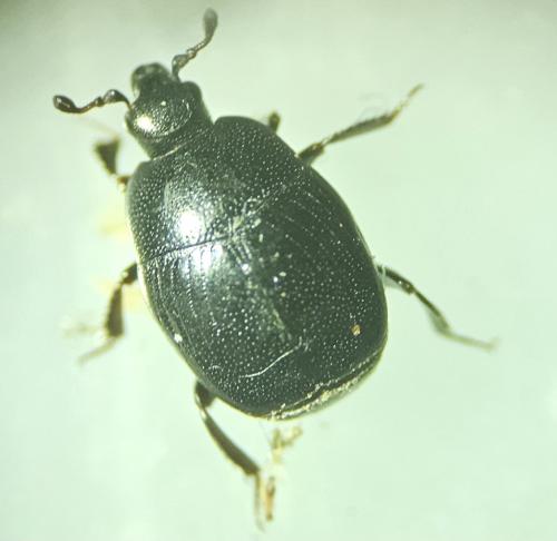 Gnathoncus nannetensis