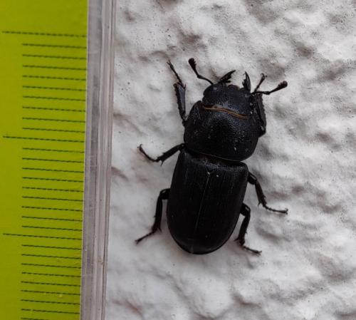 Réf. 343 207 : Dorcus parallelipipedus