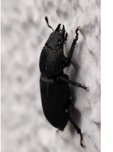 Réf. 343 208 : Dorcus parallelipipedus