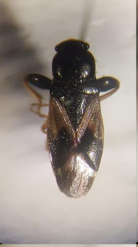 Megalonotus praetextatus