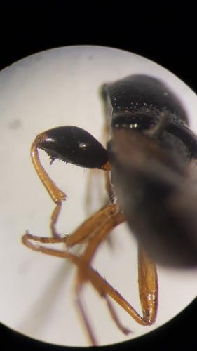 Megalonotus praetextatus
