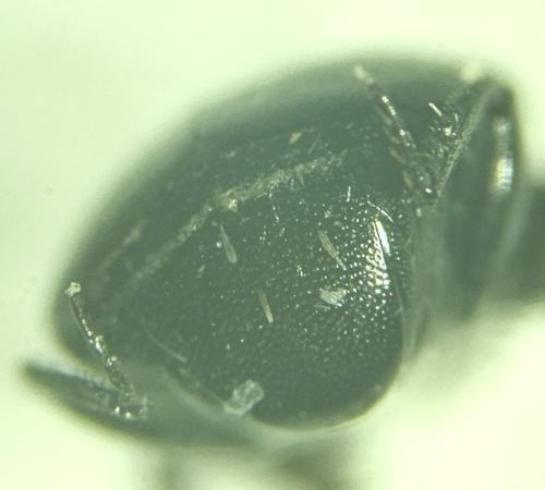 Gnathoncus nannetensis
