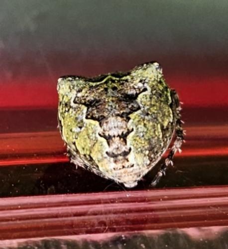 Réf. 343 921 : Gibbaranea gibbosa