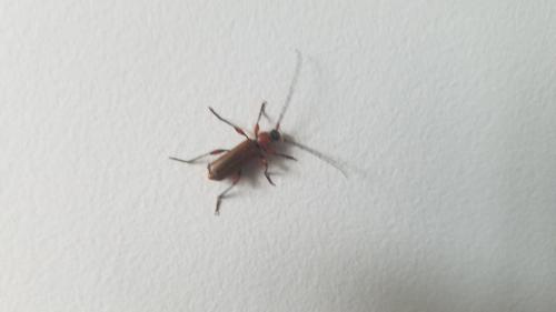 Phymatodes testaceus