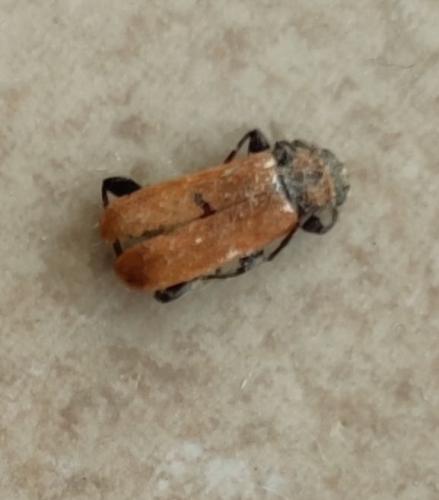 Pyrrhidium sanguineum