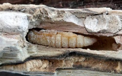 Réf. 343 947 : Isotomus speciosus barbarae