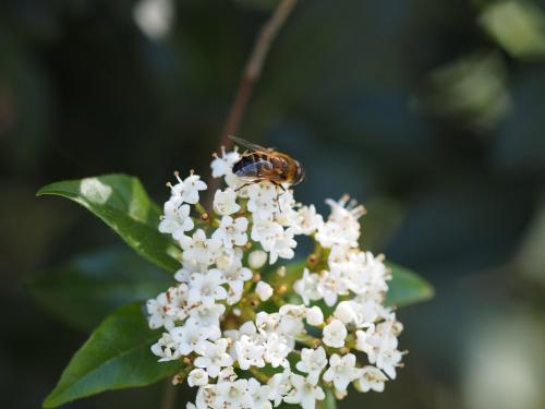 Eristalis similis