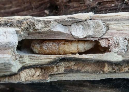 Isotomus speciosus barbarae