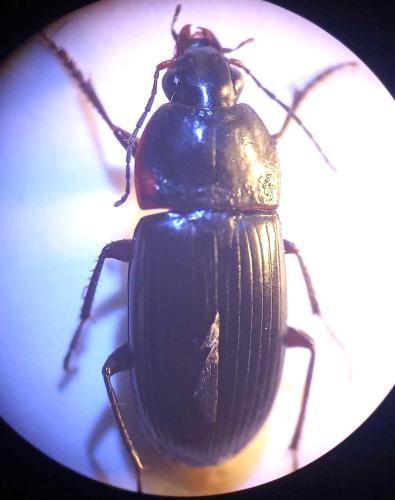 Réf. 343 569 : Oodes gracilis
