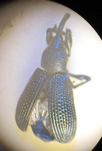 Magdalis sp.