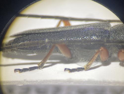 Phytoecia erythrocnema