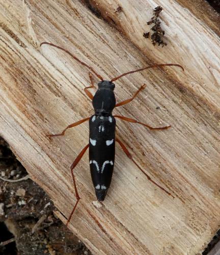 Isotomus speciosus barbarae