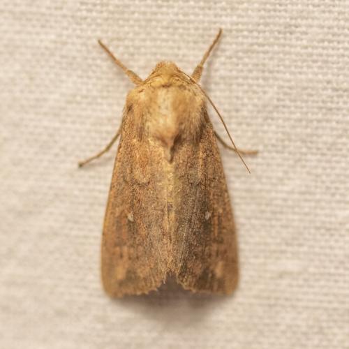 Réf. 343 588 : Mythimna albipuncta