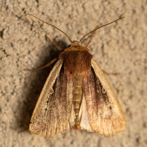 Réf. 343 583 : Ochropleura plecta
