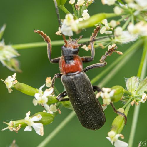 Cantharis fusca