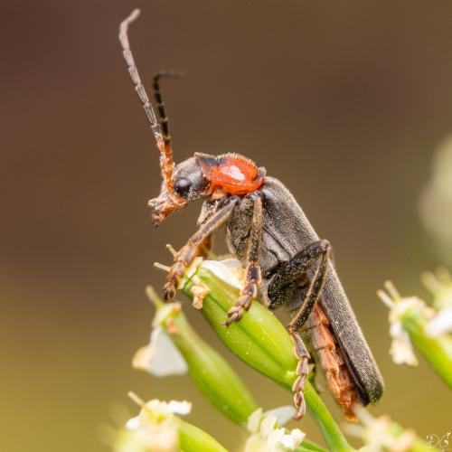 Cantharis fusca
