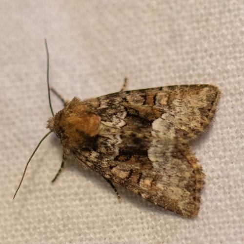 Réf. 343 587 : Oligia sp.