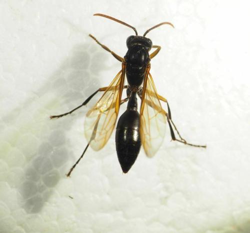 Agelaia sp.