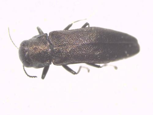 Agrilus sp.