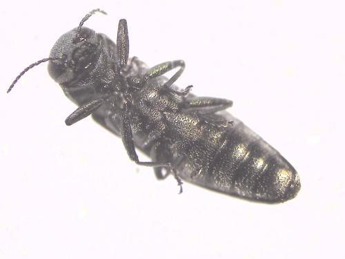 Agrilus sp.