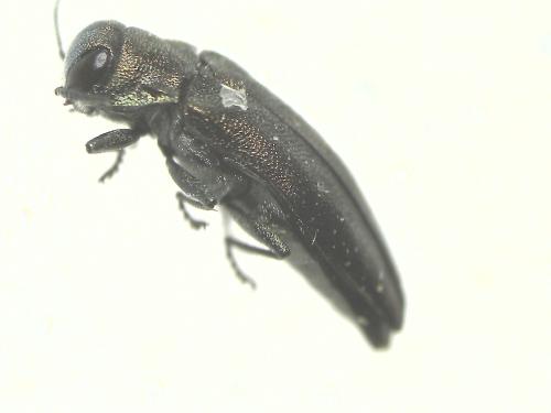 Agrilus sp.