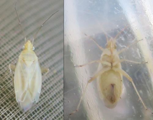 Amblytylus (brevicollis-nasutus)
