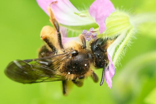 Andrena fulvago