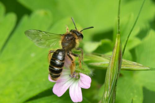Andrena fulvago