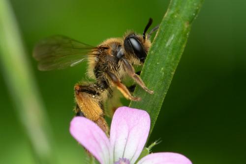 Andrena fulvago