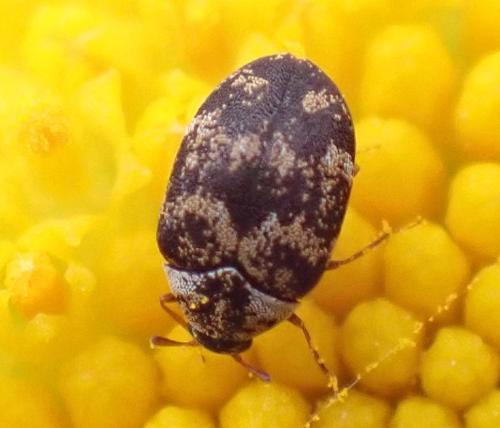 Réf. 343 432 : Anthrenus sp.