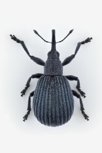 Réf. 343 390 : Protopirapion atratulum