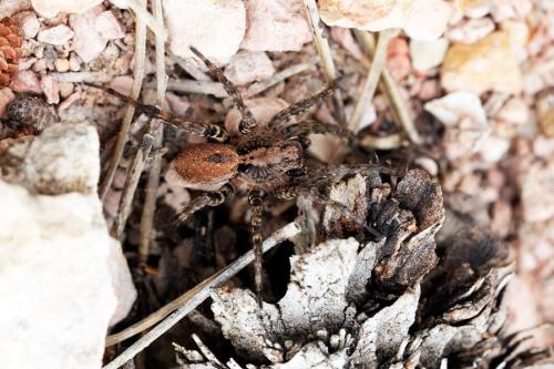 Alopecosa albofasciata