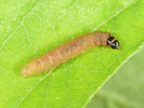 Réf. 343 699 : Recurvaria leucatella