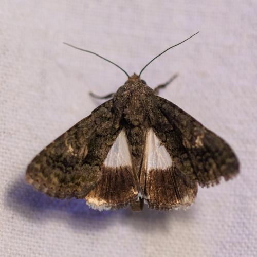 Aedia leucomelas