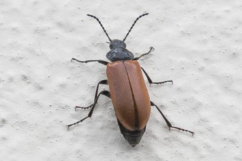 Omophlus lepturoides