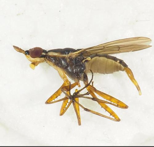 Glyphidops filosus