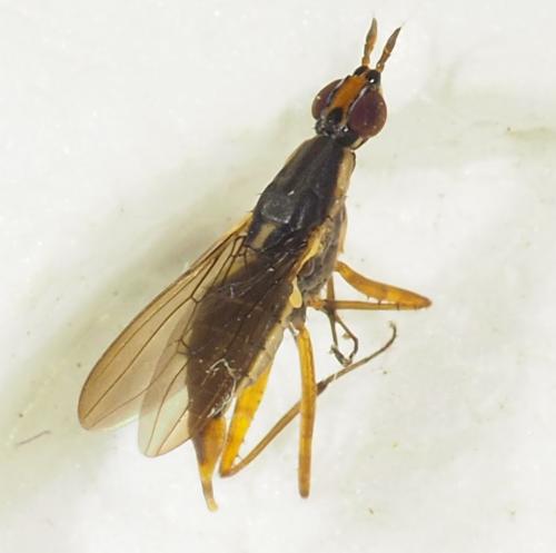 Réf. 343 057 : Glyphidops filosus